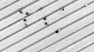 霜降时节农事忙