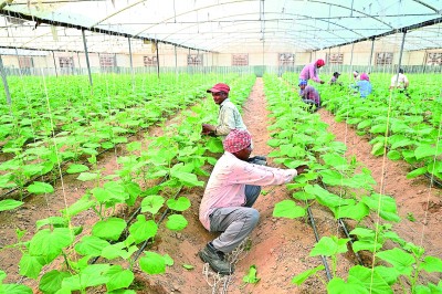 中国设备助力科威特沙漠农场主的绿色田园梦