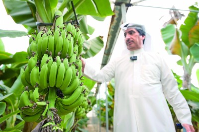 中国设备助力科威特沙漠农场主的绿色田园梦