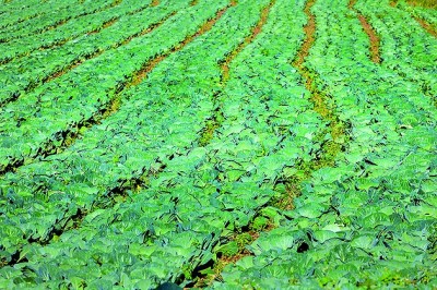 西凉山上新景观