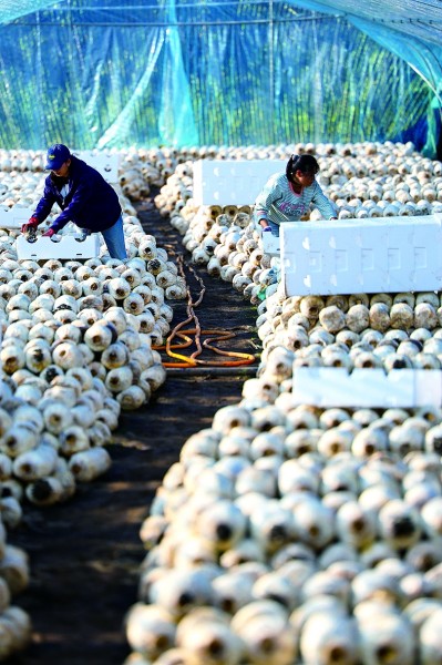 西凉山上新景观