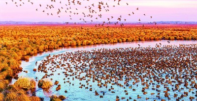 候鸟迁徙，让我们一路守护