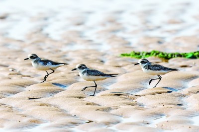 候鸟迁徙，让我们一路守护