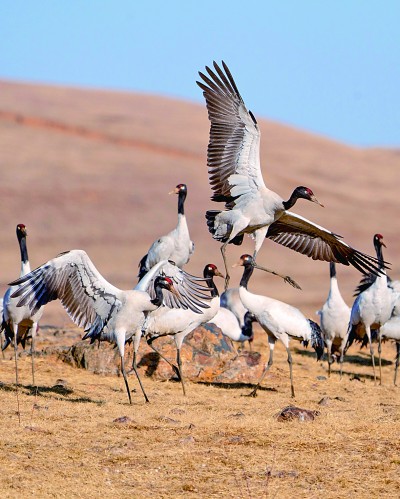 候鸟迁徙，让我们一路守护