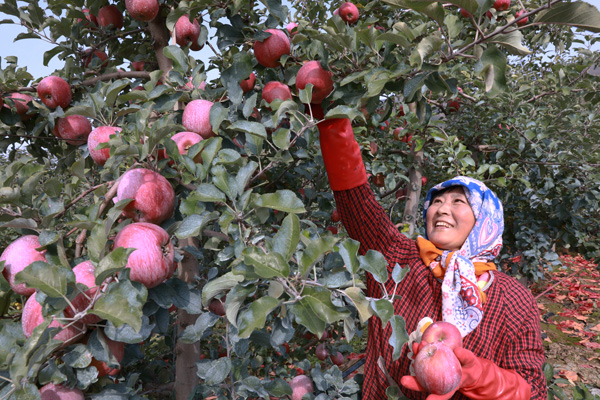【丰收故事】苹果穿上“纳米铠甲”,入冬果农喜迎丰收 【丰收故事】苹果穿上“纳米铠甲”,入冬果农喜迎丰收