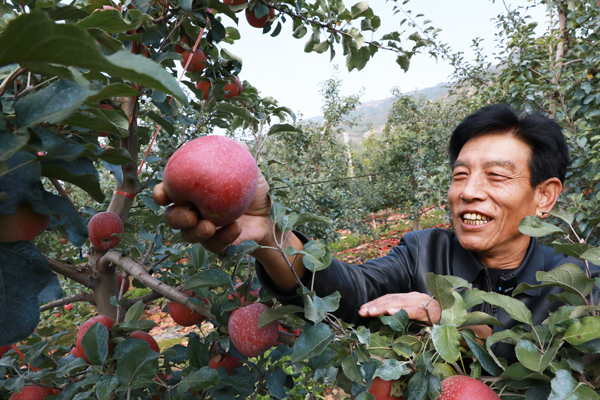 【丰收故事】苹果穿上“纳米铠甲”,入冬果农喜迎丰收 【丰收故事】苹果穿上“纳米铠甲”,入冬果农喜迎丰收