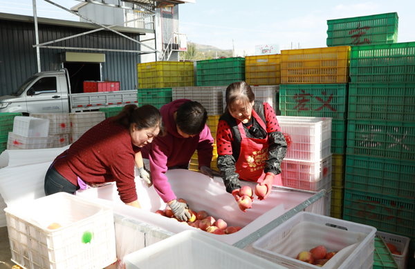 【丰收故事】苹果穿上“纳米铠甲”,入冬果农喜迎丰收 【丰收故事】苹果穿上“纳米铠甲”,入冬果农喜迎丰收