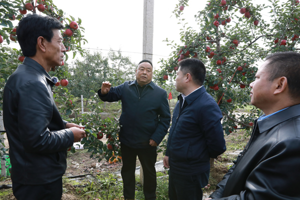 【丰收故事】苹果穿上“纳米铠甲”,入冬果农喜迎丰收 【丰收故事】苹果穿上“纳米铠甲”,入冬果农喜迎丰收