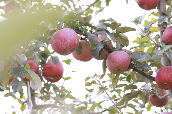 【丰收故事】苹果穿上“纳米铠甲”,入冬果农喜迎丰收 【丰收故事】苹果穿上“纳米铠甲”,入冬果农喜迎丰收