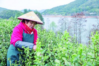 浙江省金华市婺城区罗店镇鹿田村：山水“颜值”变产业“价值”