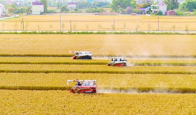 深挖单产潜力，中国饭碗咱端得牢！