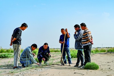 风沙线上,写下青绿诗行 风沙线上,写下青绿诗行