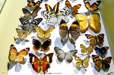 中国农业大学昆虫博物馆:讲述昆虫世界的无穷奥秘 中国农业大学昆虫博物馆:讲述昆虫世界的无穷奥秘