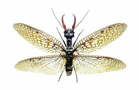 中国农业大学昆虫博物馆:讲述昆虫世界的无穷奥秘 中国农业大学昆虫博物馆:讲述昆虫世界的无穷奥秘