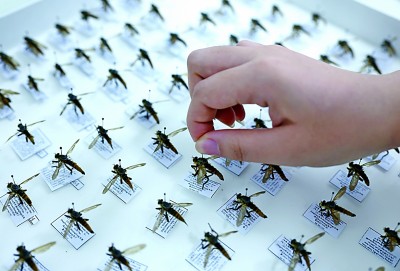 中国农业大学昆虫博物馆:讲述昆虫世界的无穷奥秘 中国农业大学昆虫博物馆:讲述昆虫世界的无穷奥秘