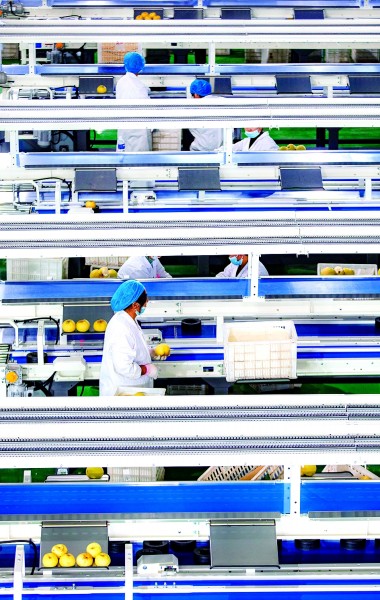 河南宁陵:花开万树 幸福满园 河南宁陵:花开万树 幸福满园