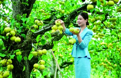 河南宁陵:花开万树 幸福满园 河南宁陵:花开万树 幸福满园