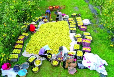 河南宁陵:花开万树 幸福满园 河南宁陵:花开万树 幸福满园