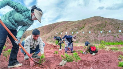 走出大山的崖柏 走出大山的崖柏
