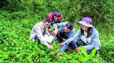 走出大山的崖柏 走出大山的崖柏