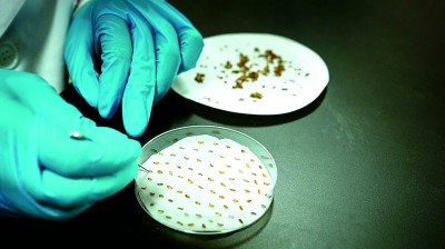 走出大山的崖柏 走出大山的崖柏