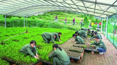 走出大山的崖柏 走出大山的崖柏