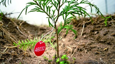 走出大山的崖柏 走出大山的崖柏