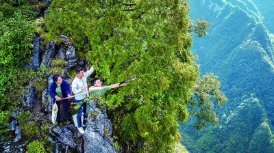 走出大山的崖柏 走出大山的崖柏