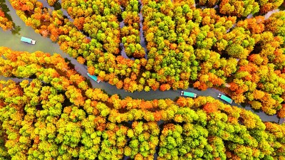 【大美中国】船游彩林间