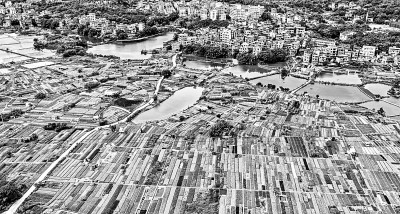 生态种植助增收