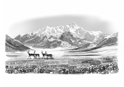 雪域高原的生命诗行 雪域高原的生命诗行