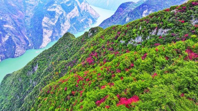 【大美中国】巫峡红叶