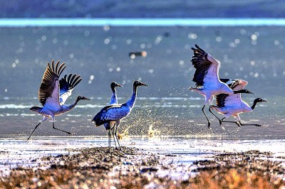 西藏林周迎来大批越冬候鸟