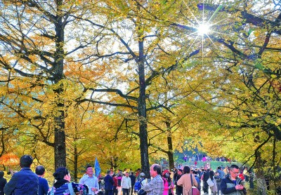 满园银杏灿如金