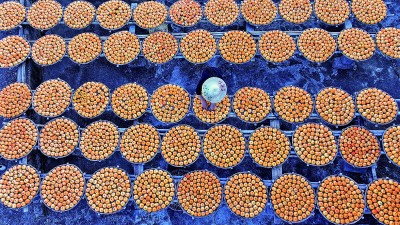 房前屋后晒柿忙