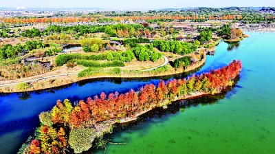 【大美中国】水杉画卷