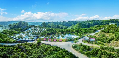 湖北省宜昌市夷陵区小溪塔街道仓屋榜村：遍野金黄甜万家