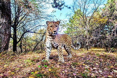 太行山上的巡护队 太行山上的巡护队