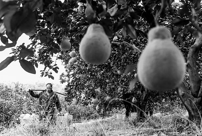 “大雪”农事忙