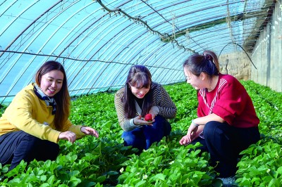 宁夏银川市兴庆区大新镇燕鸽村:乡风淳带动产业旺 宁夏银川市兴庆区大新镇燕鸽村:乡风淳带动产业旺