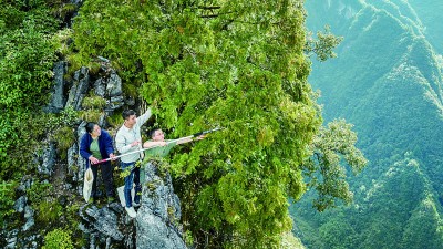 “植物界大熊猫”重生传奇 “植物界大熊猫”重生传奇