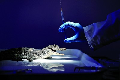 保护扬子鳄 保护扬子鳄