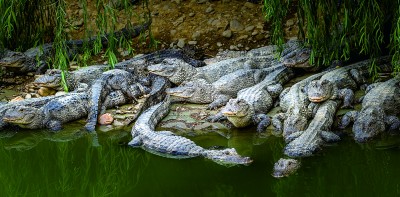 保护扬子鳄 保护扬子鳄