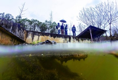 保护扬子鳄 保护扬子鳄