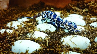 保护扬子鳄 保护扬子鳄