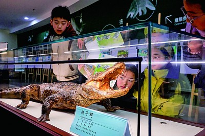 保护扬子鳄 保护扬子鳄