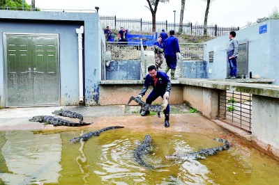 保护扬子鳄 保护扬子鳄