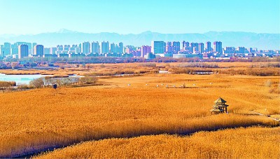 【大美中国】冬日湿地