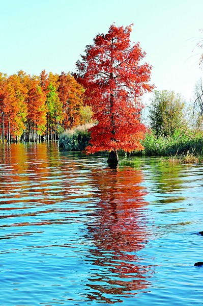 云南苍山洱海国家级自然保护区:山翠湖清 鱼跃鸟鸣 云南苍山洱海国家级自然保护区:山翠湖清 鱼跃鸟鸣