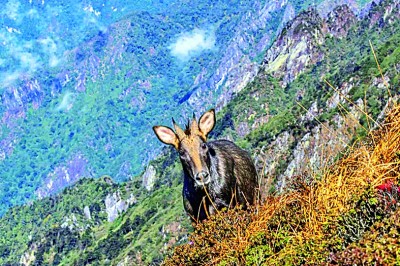 云南苍山洱海国家级自然保护区:山翠湖清 鱼跃鸟鸣 云南苍山洱海国家级自然保护区:山翠湖清 鱼跃鸟鸣